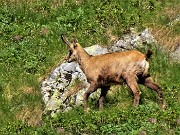 71 Camoscio al pascolo sulle pendici erbose dell'Azzaredo